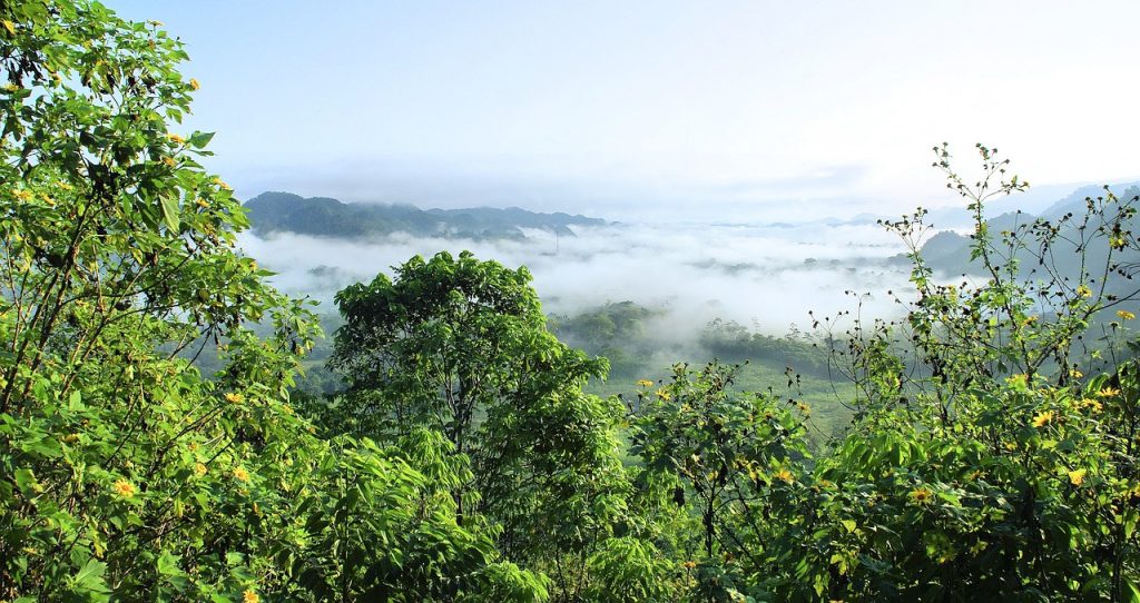 amazonia, selva, primary forest, mist, oppressive heat, nature, ecosystem, jungle