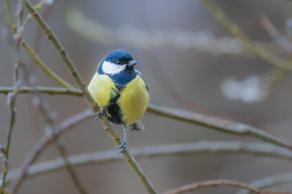 great tit, bird, feathers, plumage, branch, nature, songbird, bird watching