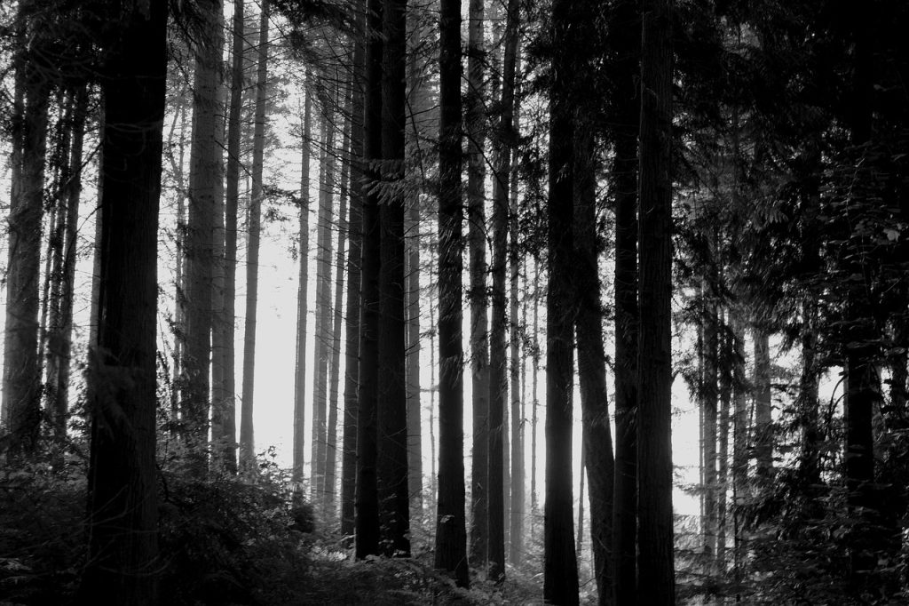 woods, forest, trees, trunks, branches, leaves, landscape, nature, black and white, monochrome, forest, forest, forest, forest, forest, nature
