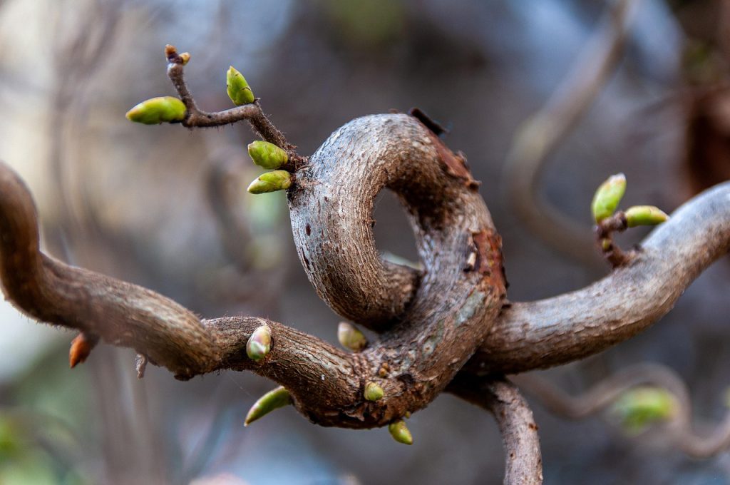 tree, branch, gnarled, sprout, spring, nature, bud