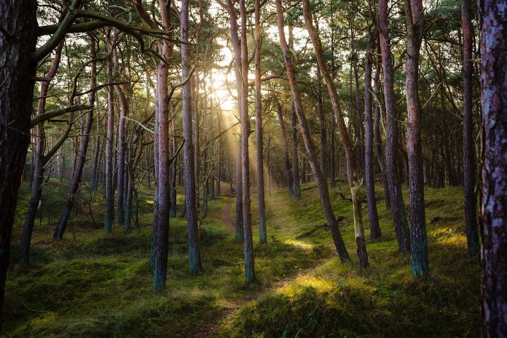 forest, nature, sun, sunbeams, idyllic, pine forest, woods, wilderness, forest, forest, forest, forest, forest, pine forest