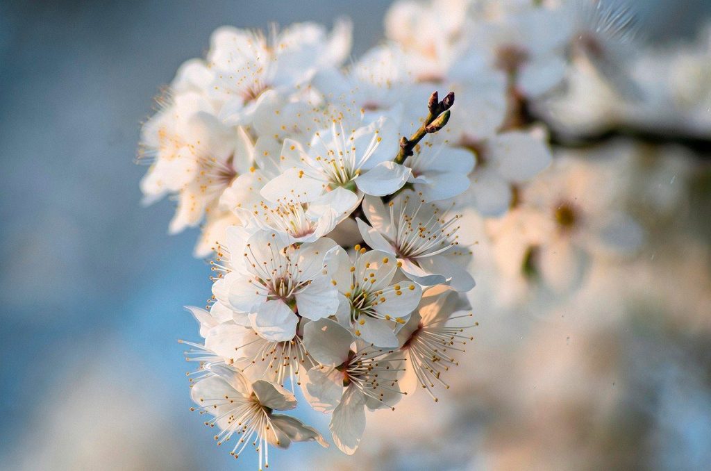 spring, flower background, bloom, beautiful flowers, flowers, garden, nature, flower wallpaper, cherry