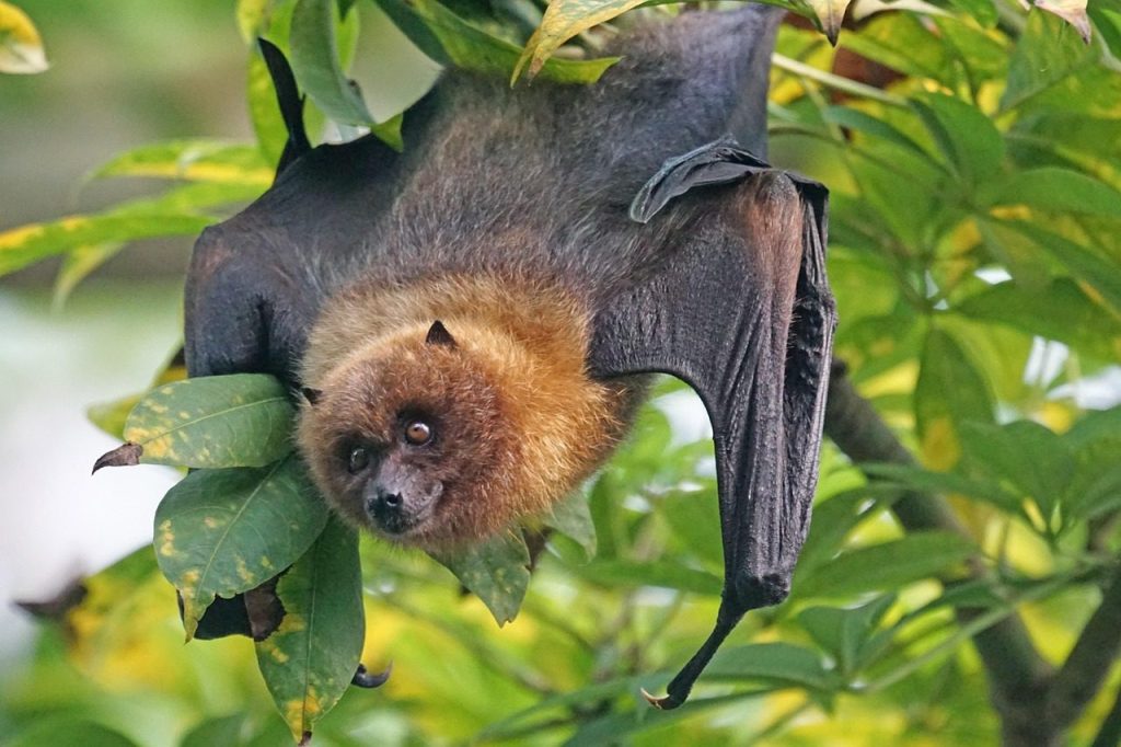 animals, nature, bat, flying dog, rodrigues bat, rainforest