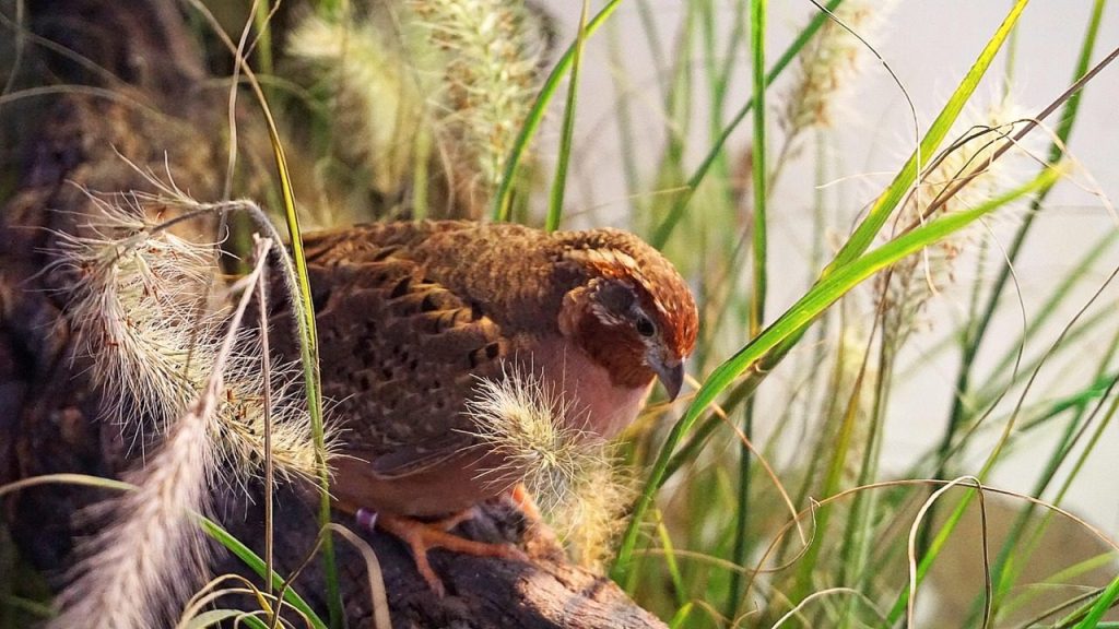 bird, beak, feathers, plumage, quail, francolin quail, nature, jungle quail, grass, plants