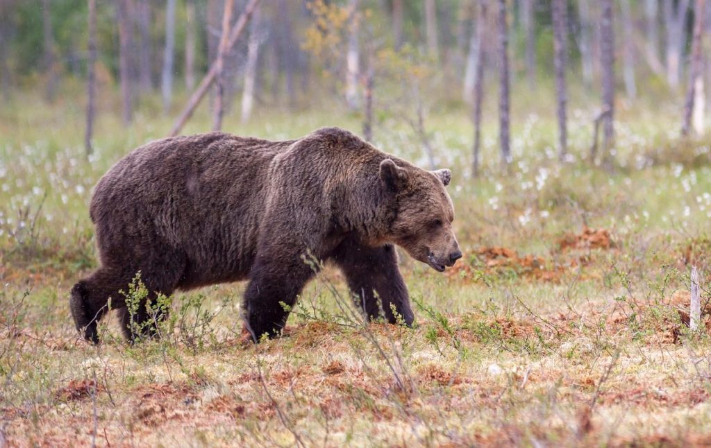 bear, brown bear, beast, nature, ursus arctos, wild, mammalian, animal