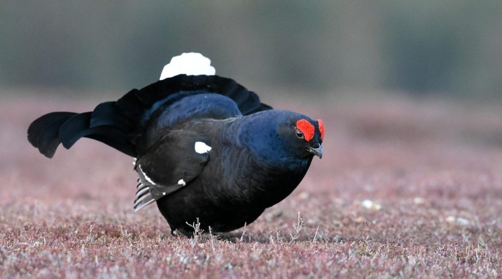 black grouse, bird, scotland, nature, lek, black grouse, black grouse, black grouse, black grouse, black grouse