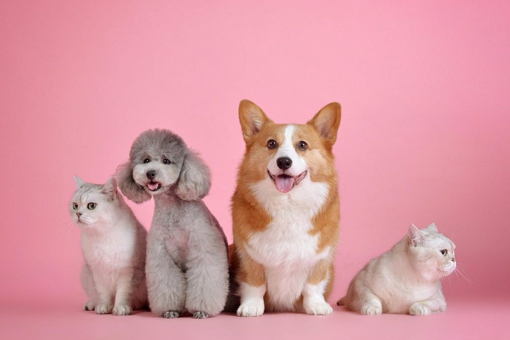 pets, cat, dog, animal, pet, animals, mammals, canine, nature, feline, friends