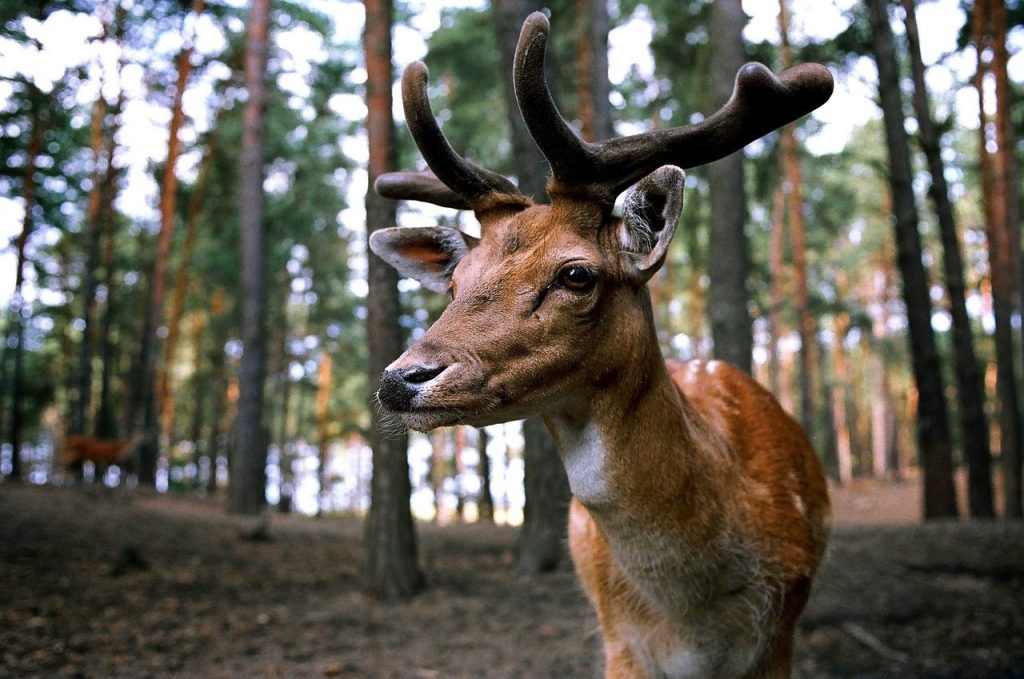 deer, forest, wild, fallow deer, pair of ungulates, nature, real deer, enclosure, deer, deer, forest, forest, forest, forest, forest
