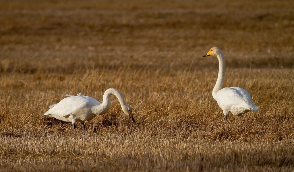 swan, bird, whooper swan, field, animal, stubble, nature, character, finland